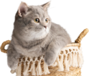 Dollydolls British Shorthair Cattery